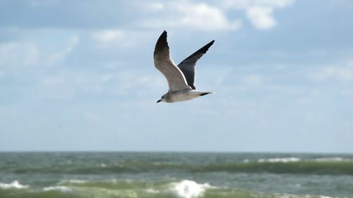 Seagull flying over sea