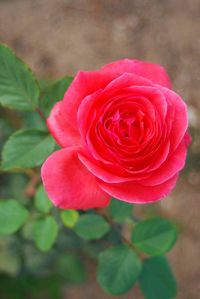 Close-up of pink rose blooming outdoors