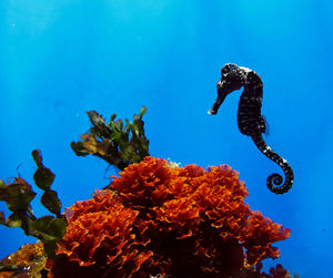 View of fishes swimming in sea