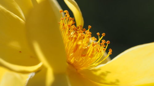 Macro shot of yellow flowering plant