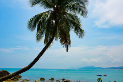Palm tree by sea against sky