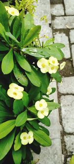 Close-up of yellow flowering plant