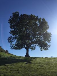 Tree on field against clear sky