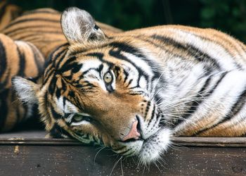 Close-up of a cat