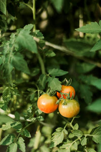 Close-up of tomatoes growing on tree