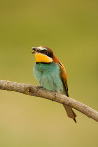 Close-up of bird perching on branch