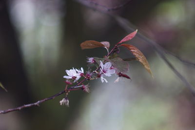Close-up of pink flowering plant
