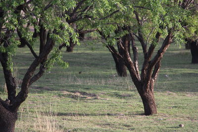 View of trees in field