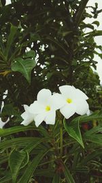 Close-up of white flowers blooming outdoors