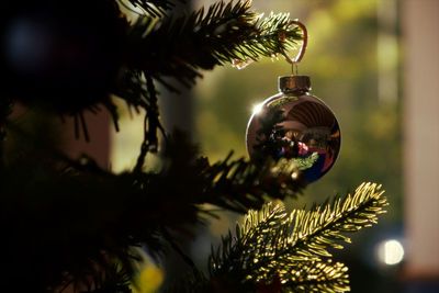 Close-up of christmas decoration hanging on tree