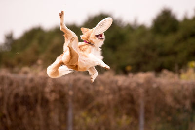 Dog catching plastic disc in mid-air