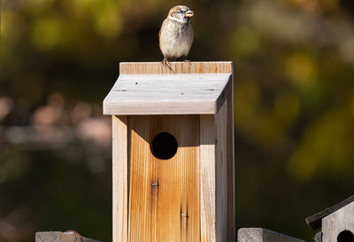 Little bird on top of a bird house mounted in the garden is waiting for new visitors