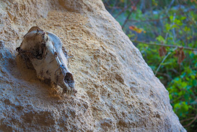 Close-up of lizard on tree trunk