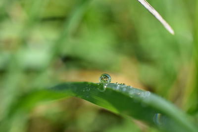 Close-up of insect on leaf