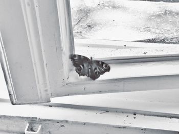 Cat sitting on steps