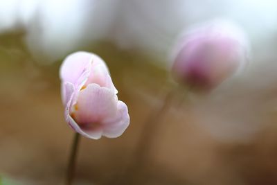 Close-up of pink flowers