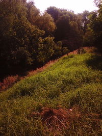 Plants and trees in park