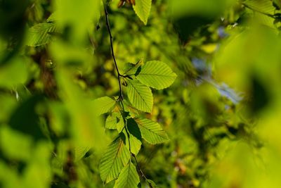 Close-up of leaves on tree