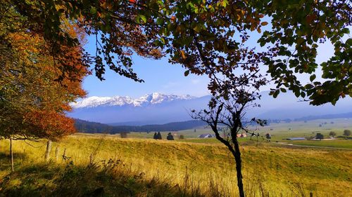 Scenic view of field against sky