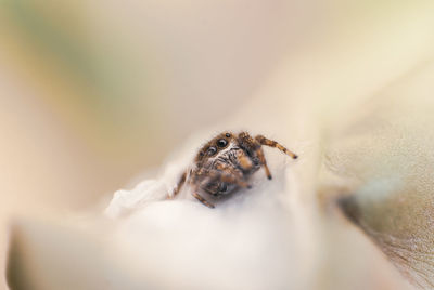 Close-up of jumping spider on the nest 