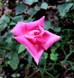 Close-up of pink rose