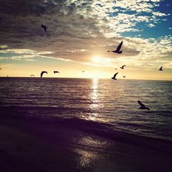 Bird flying over sea