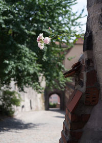 Roses growing on the interior walls of nuremberg castle