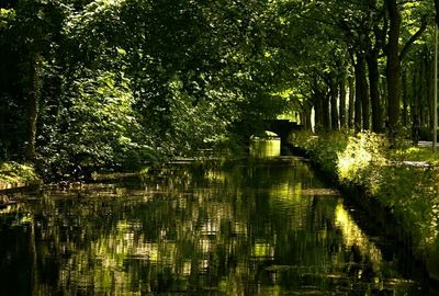 Reflection of trees in lake