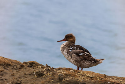 Close-up of bird perching on rock