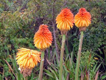 Close-up of orange flowering plants