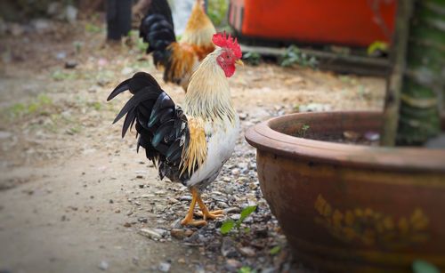 Close-up of rooster on field