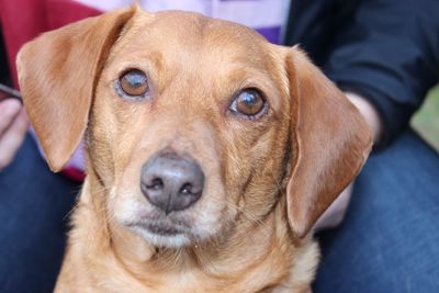 Close-up portrait of dog