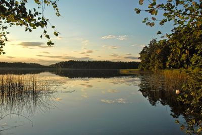 Reflection of trees in calm lake