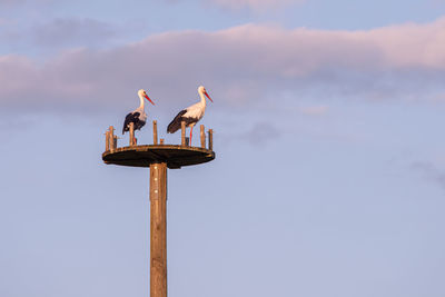 Low angle view of storks perching on wooden post