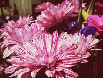 Close-up of pink flower