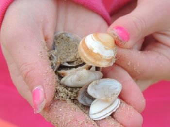 Close-up of hand holding shell