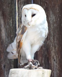 Close-up of owl perching on wood