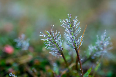 nature
