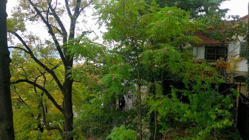 Trees and plants growing outside house in forest