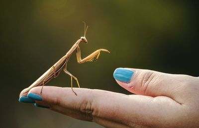 Close-up of hand holding cropped hand