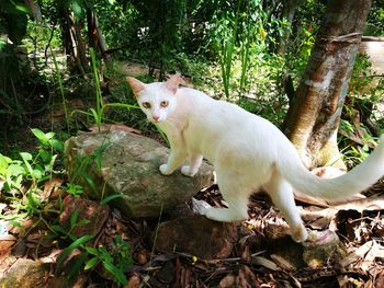 White cat sitting on tree