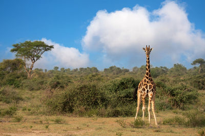 Baringo giraffe, giraffa camelopardalis, murchison falls national park, uganda