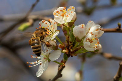 Close-up of bee pollinating on cherry blossom