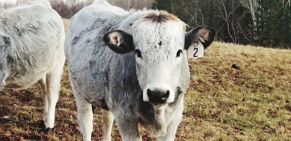 Portrait of cow on field