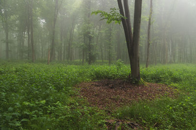 Summer morning landscape of the foggy forest