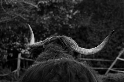 Rear view of woman against blurred background