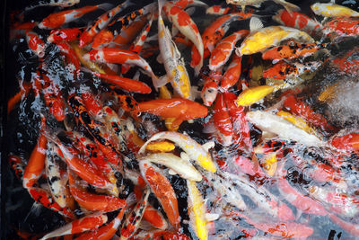 High angle view of koi carps swimming in pond