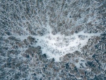 Directly above shot of snow covered forest