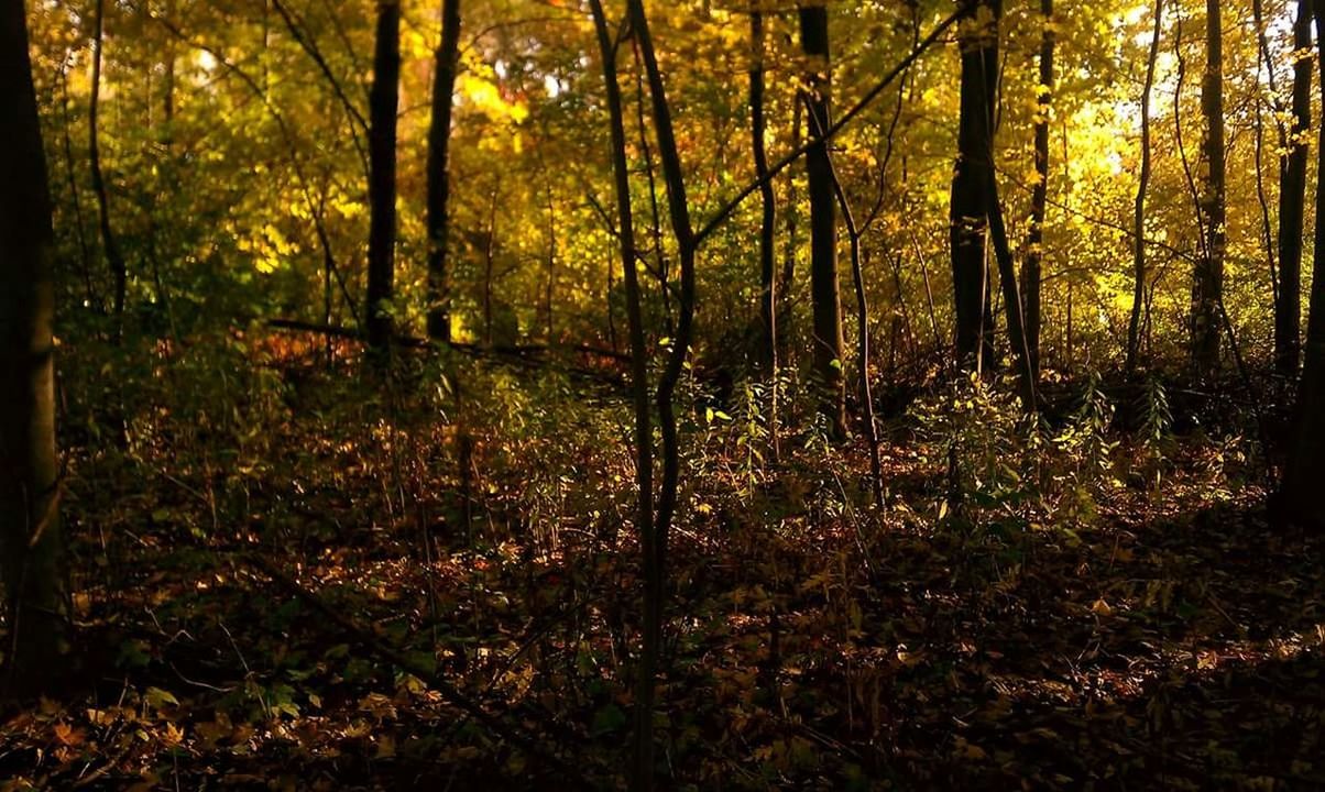 VIEW OF TREES IN FOREST