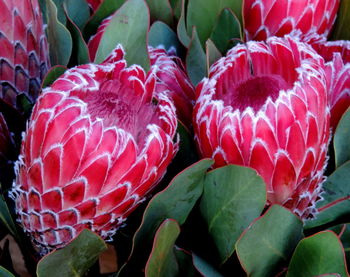 Pretty protea 